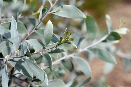 Silver and gold foliage of the Australian native Myall wattle Acacia binervia Sterling Silver cultivar, family Fabaceae. Small tree with a mounding growth habit. Spring flowering.の写真素材
