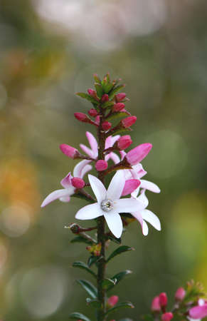 Closeup of white flowers and pink buds of the Australian native Box Leaf Waxflower, Philotheca buxifolia, family Rutaceae, growing wild in heath in Sydney, NSWの写真素材