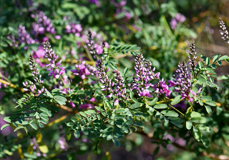 Pink purple flowers and buds of Australian native Indigo, Indigofera australis, family Fabaceae. Widespread in woodland and open forest in New South Wales, Queensland, Victoria, SAの写真素材
