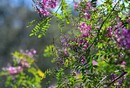 Pink purple flowers and buds of Australian native Indigo, Indigofera australis, family Fabaceae. Widespread in woodland and open forest in New South Wales, Queensland, Victoria, SAの写真素材