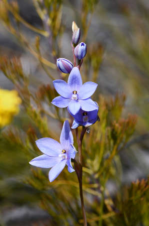 Blue to mauve flowers of the Australian Spotted Sun Orchid, Thelymitra ixioides, family Orchidaceae, growing in Sydney woodland, New South Wales. Spring to summer flowering.の写真素材