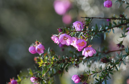 Pink flowers of the Australian native River Rose, Bauera rubioides, family Cunoniaceae, growing in Sydney woodland, NSW. Endemic to heath and forest of east coast of Australia. Alsの写真素材