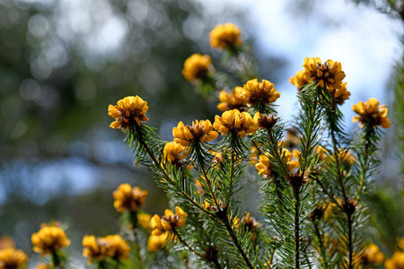Yellow flowers of the Australian native Handsome Bush Pea, Pultenaea stipularis, family Fabaceae. Grows in dry sclerophyll forest, woodland and heath on sandstone. Endemic to NSW.の写真素材