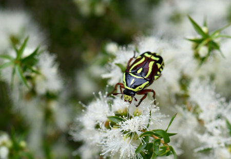 Close up of Australian native Fiddler Beetle, Eupoecila australasiae, family Scarabaeidae, feeding on nectar of Melaleuca tea tree blossoms, Cowra, NSW. Scarab beetle familyの写真素材