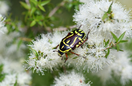 Close up of Australian native Fiddler Beetle, Eupoecila australasiae, family Scarabaeidae, feeding on nectar of Melaleuca tea tree blossoms, Cowra, NSW, Australia. Scarab beetleの写真素材