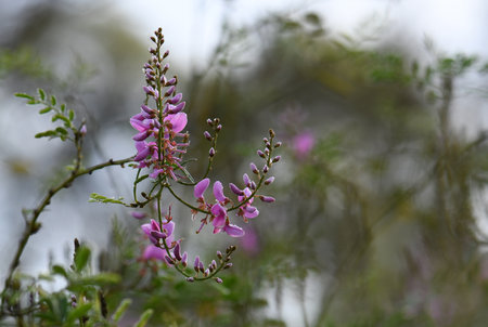Rain drops on pink flowers of Australian native Indigofera australis, family Fabaceae on a winter morning in Sydney, New South Wales. Endemic to woodland and open forestの写真素材