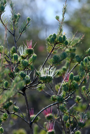 Back lit white, pink and red flowers with prominent stamens of the Australian native Clustered Scent Myrtle, Darwinia fascicularis, family Myrtaceae, growing in Sydney heath, NSW.の写真素材