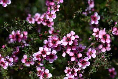 Australian native pink Manuka tea tree flowers of Leptospermum scoparium cultivar, family Myrtaceae, growing in Sydney. Endemic to south eastern Australia in NSW, Victoria and Tasmの写真素材