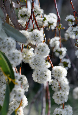 White blossoms of the Australian native Snow Gum, Eucalyptus pauciflora, family Myrtaceae, growing...