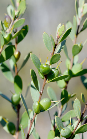Green edible fruit or drupe of the Australian native Lance Leaf Geebung, Persoonia lanceolata, family Proteaceae, in coastal Sydney sandstone heath. Endemic to eastern NSWの写真素材