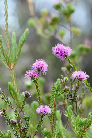 Meadow of Australian native myrtle Kunzea capitata, family Myrtaceae, growing in sandstone heath and woodland in Sydney, NSW, Australia. Spring flowering in sunny, damp heathlandの写真素材