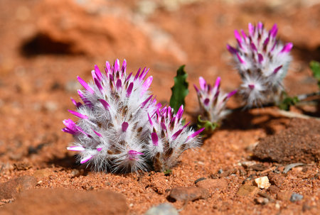 Purple flowers of Australian native Rose tip Mulla Mulla, Ptilotus manglesii, family Amaranthaceae. Endemic to woodland of southwest Western Australiaの写真素材