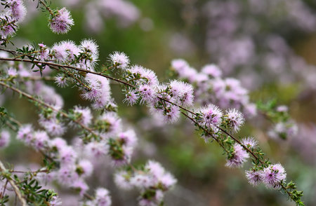 Honey-scented flowers of the Australian native pink tick bush myrtle, Kunzea ambigua, family Myrtaceae. Endemic to sandstone soils of south eastern Australia.の写真素材