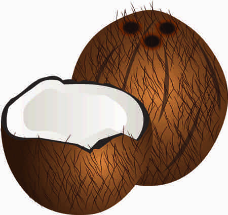 Coconut clipart colorful designの写真素材