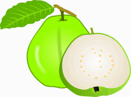 Guava clipart colorful designの写真素材