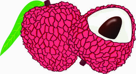 lychee clipart colorful designの写真素材