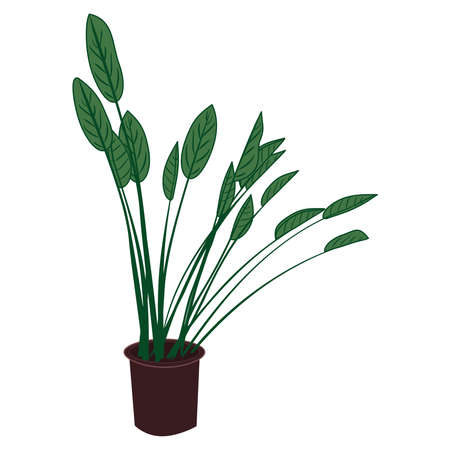 vector image of a home green plant in a bucket on a white backgroundのイラスト素材