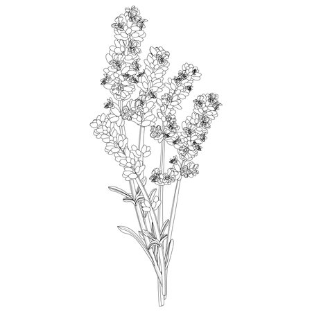 vector image of a bouquet of several sprigs of lavender in black and white on a white backgroundのイラスト素材