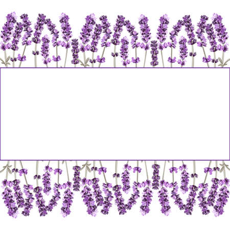 vector image of a frame with lavender sprigs in lilac colors with space for textのイラスト素材