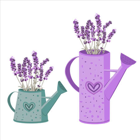 vector image of two garden watering cans with bouquets of lavender flowers on a white backgroundのイラスト素材