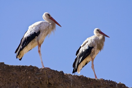 Two storksの写真素材