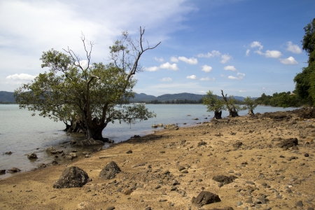 Mangrove, Chalong Bay, Phuketの写真素材