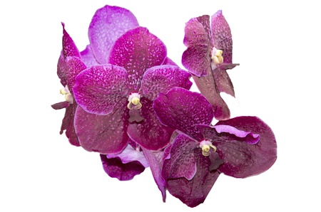 Blooming Purple orchid isolated on white backgroundの写真素材