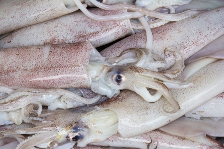 Fresh squid on a market stall in Bangkokの写真素材