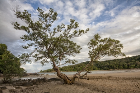 Mangrove tree on Layan beach, Phuket, Thailandの写真素材
