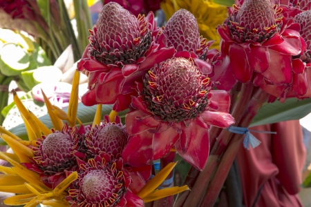 tropical flowers for sale in Vanuatuの写真素材