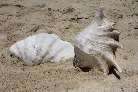 Tropical shells on a beach in Fiji