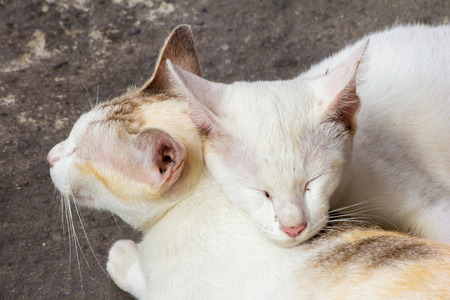 Cats sleeping together
