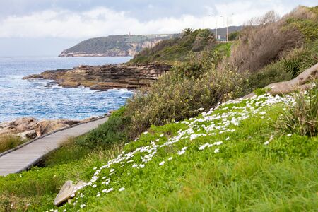 Wild flowers growing by the side of the  boardwalk on the New South Wales coastline near Freshwater...