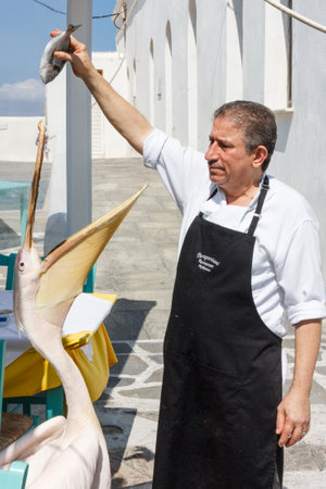 Mykonos, Greece - September 15th 2015: Man feeding fish to a pelican. The birds have become tame.のeditorial素材