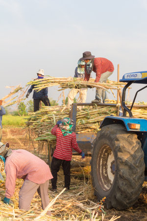 Phetchabun, Thailand - March 13th 2017: Farm workers harvesting sugar beet. Beet is one of the major crops.のeditorial素材