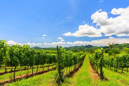 Vineyard in the hills above Hua HIn, Thailandの写真素材