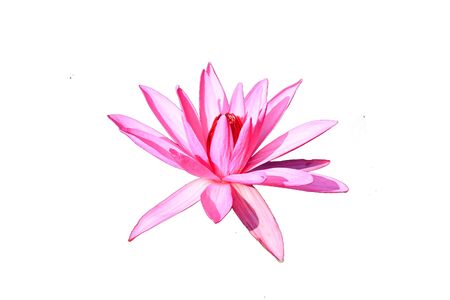 Water lily isolated on white backgroundの写真素材