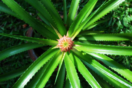 Garden tree on grass