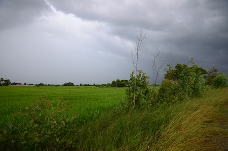 Rice Field under the Stormのeditorial素材