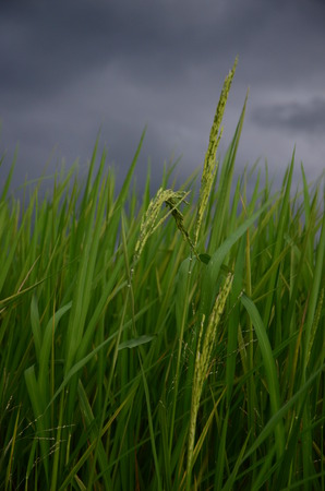 Rice Grains under the Stormのeditorial素材
