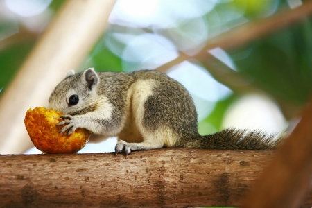Squirrel feedingの写真素材