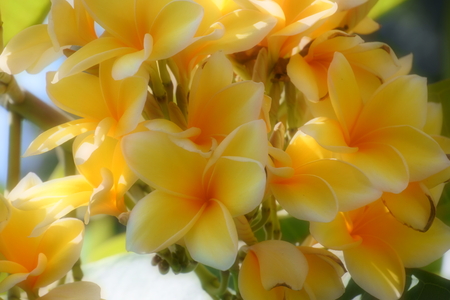 Beautiful yellow plumeria hybrid flower in natural soft sceneryの写真素材