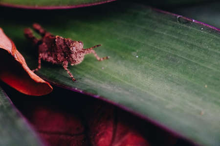 insect photography