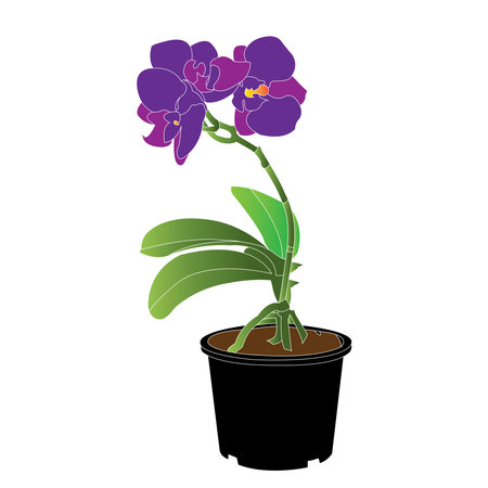 Orchid flower icon vector illustration symbol designのイラスト素材