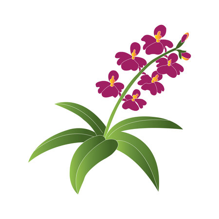 Orchid flower icon vector illustration symbol designのイラスト素材