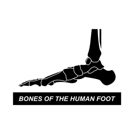 Human leg bones icon vector illustration designのイラスト素材