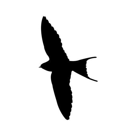 Swallow logo vector illustration design template.のイラスト素材