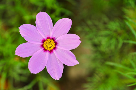 pink Cosmos flowerの写真素材