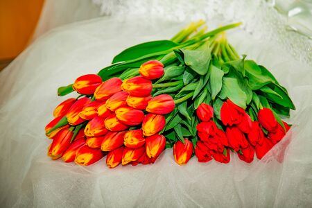 lots of fresh, red tulipsの写真素材