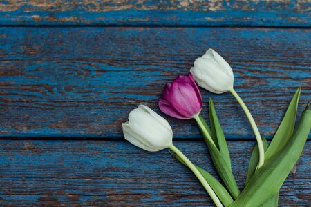 blue wooden, old, shabby background with fresh flowers and tulipsの写真素材